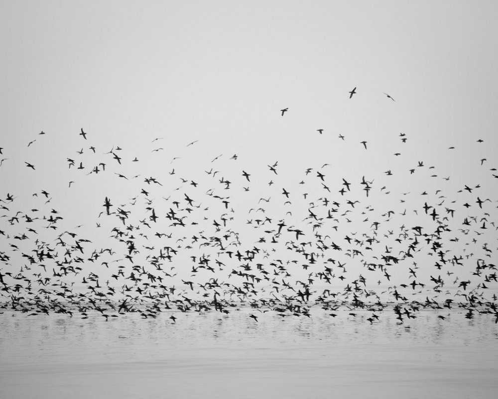 Стая птиц на белом фоне