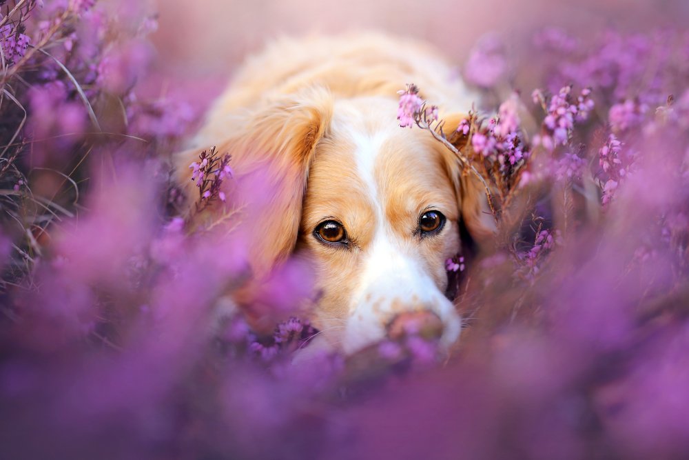 Собака в фиолетовых цветах