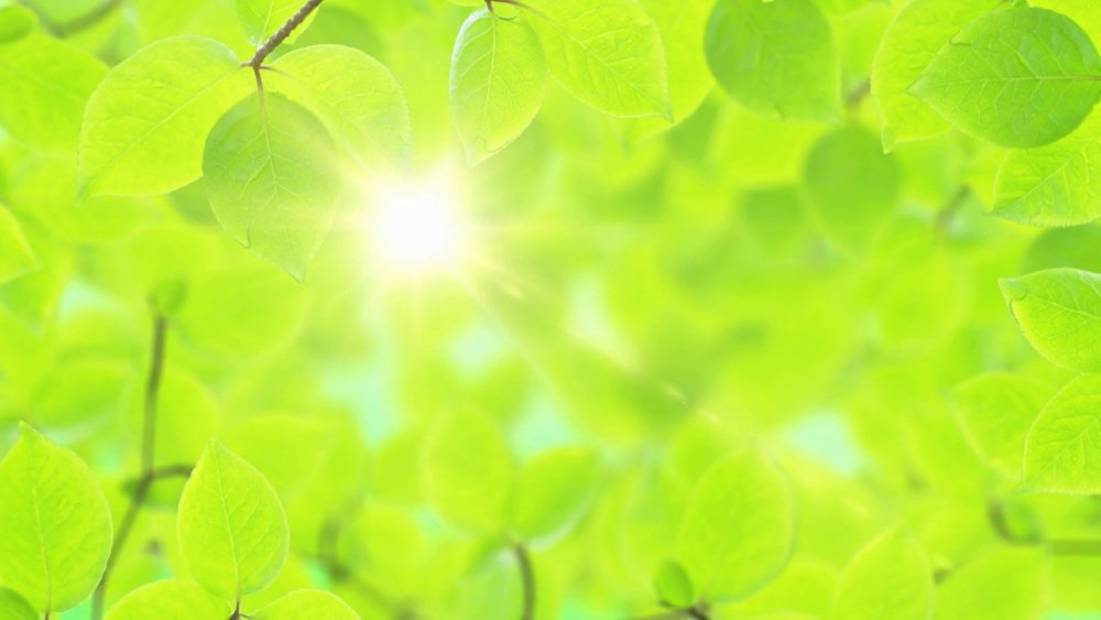 Однородный светло-зеленый фон с листьями