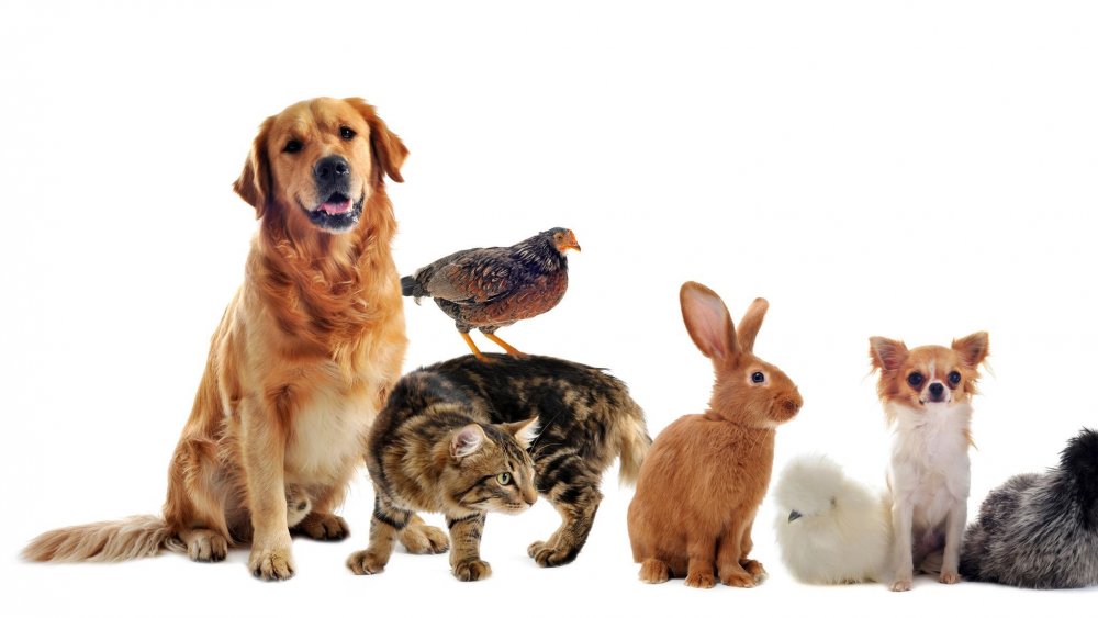Разнообразие домашних животных
