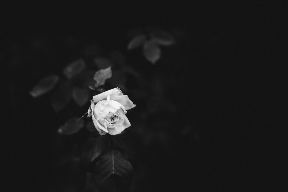 Черная роза на сером фоне