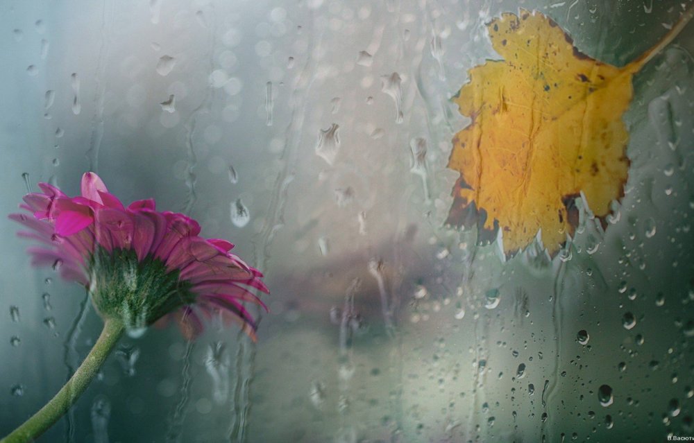 Осень дождь цветы