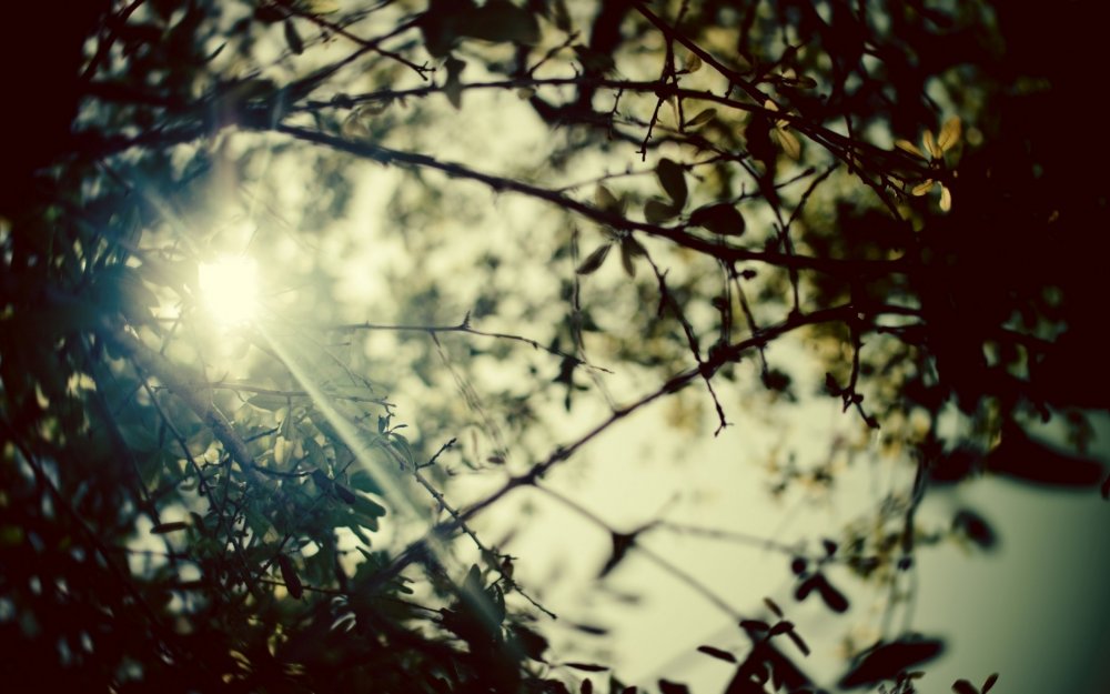 Солнце сквозь ветки деревьев