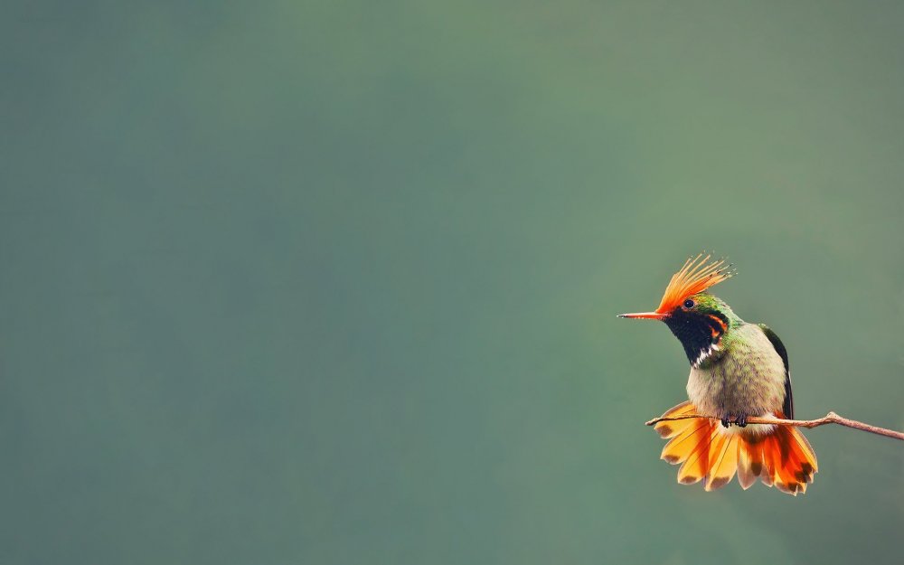 Птица с цветком в клюве