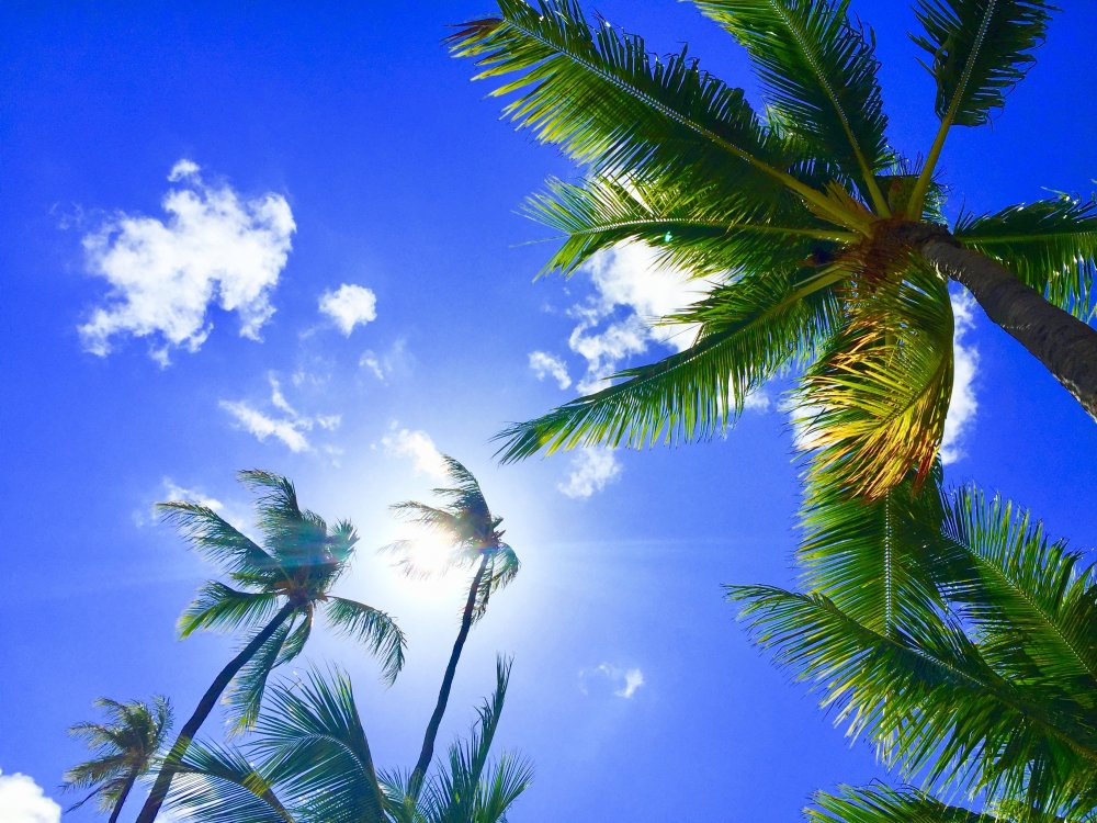 Тропики пальмы