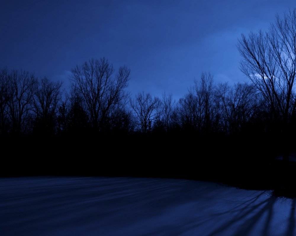 Ночь Луна лес