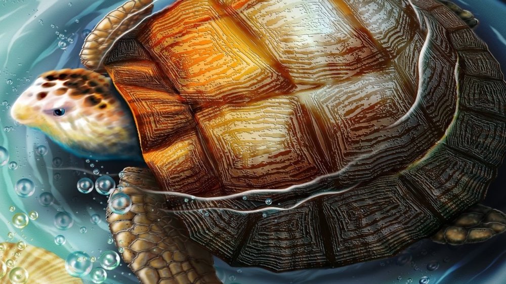 Панцирь океанической черепахи