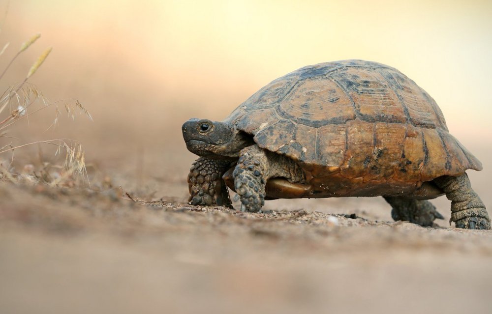 Пресмыкающиеся черепахи пустыни