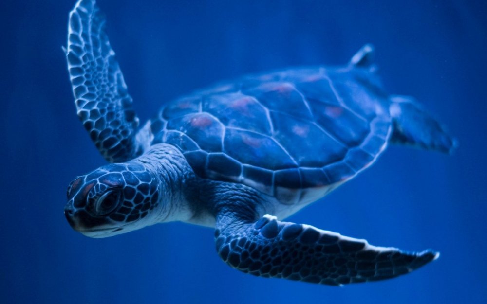 Морская черепаха красивое фото