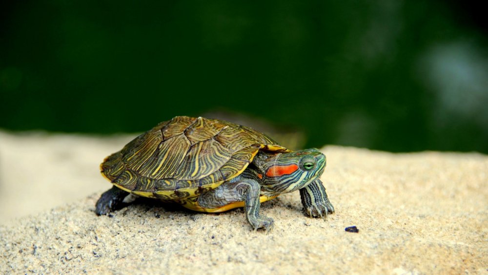 Каспийская красноухая черепаха