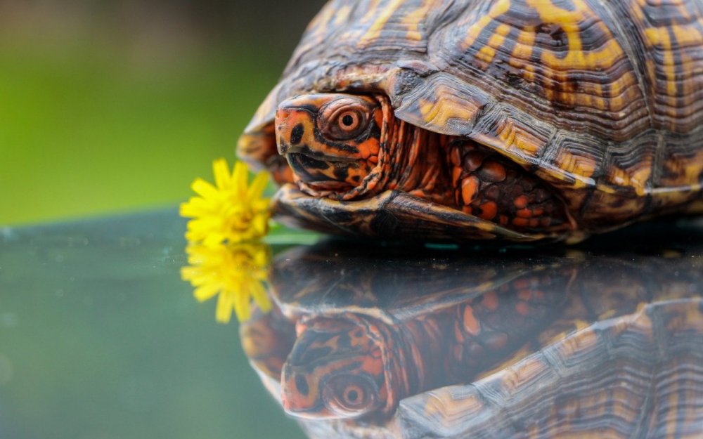 Самые красивые черепахи яркие