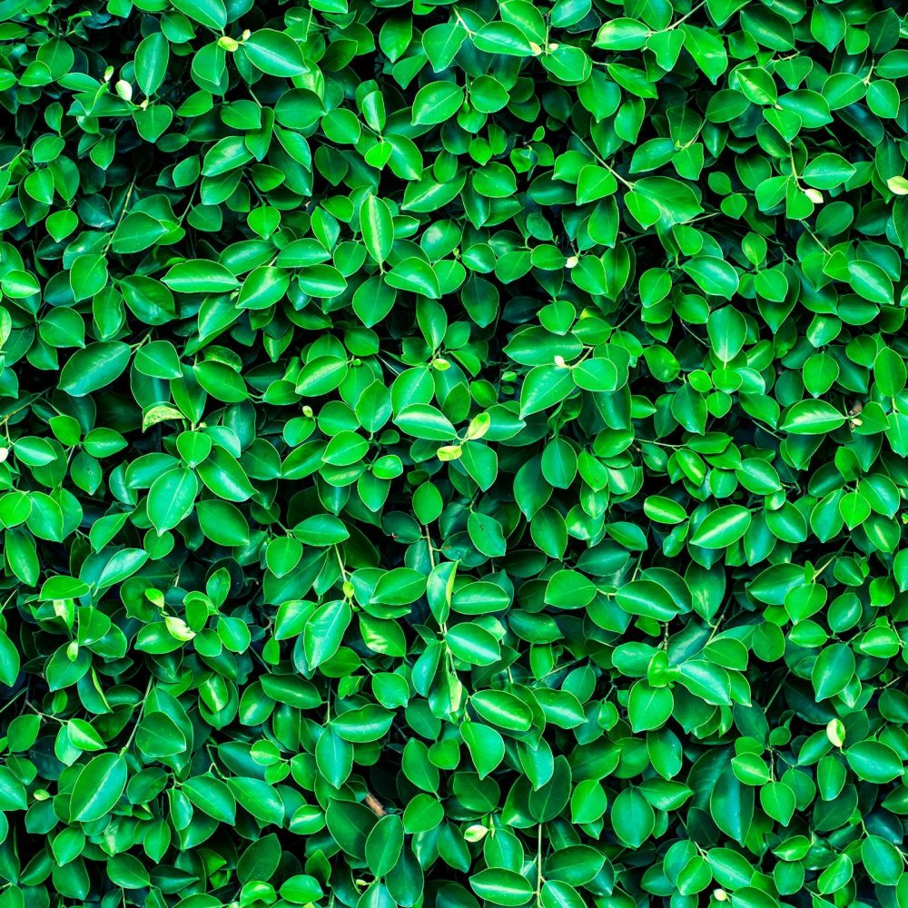 Зелень листья