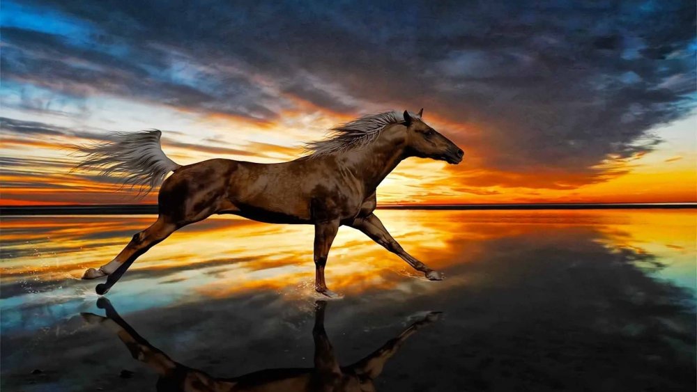 Лошадь на фоне моря