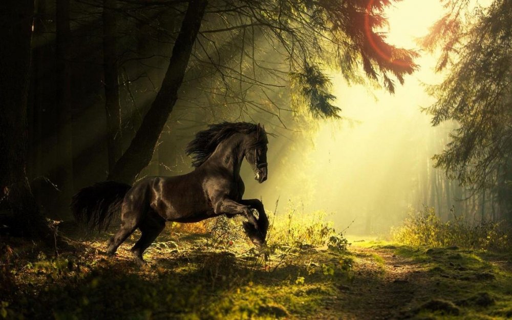 Лошадь на фоне леса