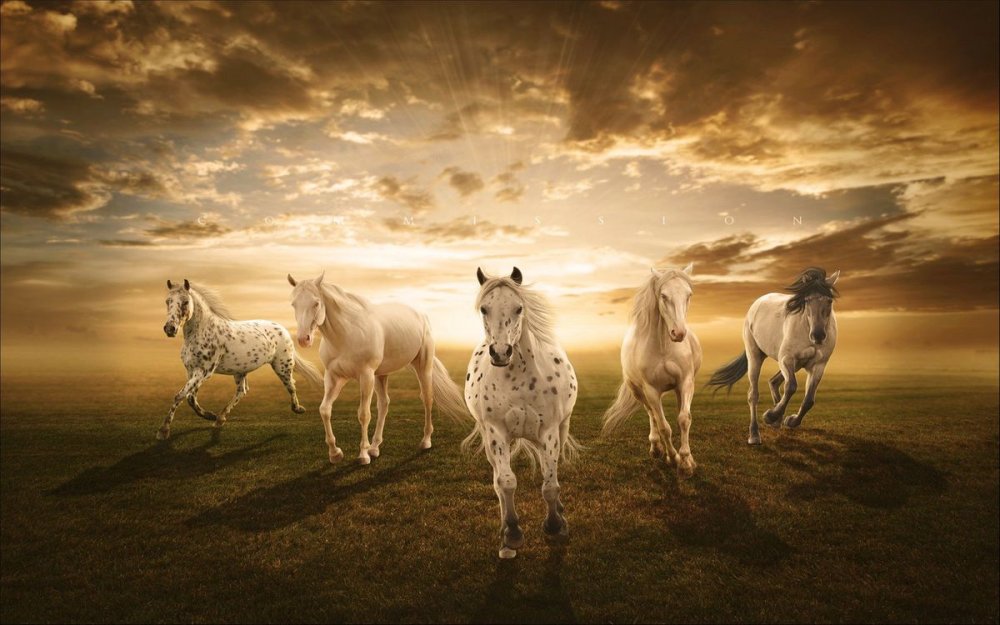 Лошади на фоне природы