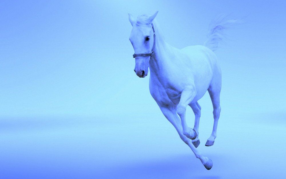 Лошадь на голубом фоне