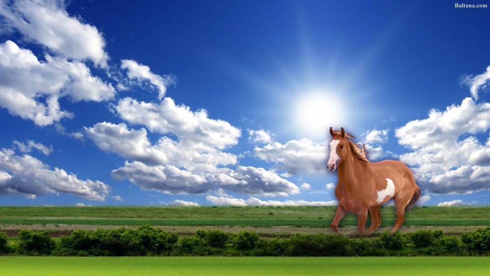 Конь на фоне неба