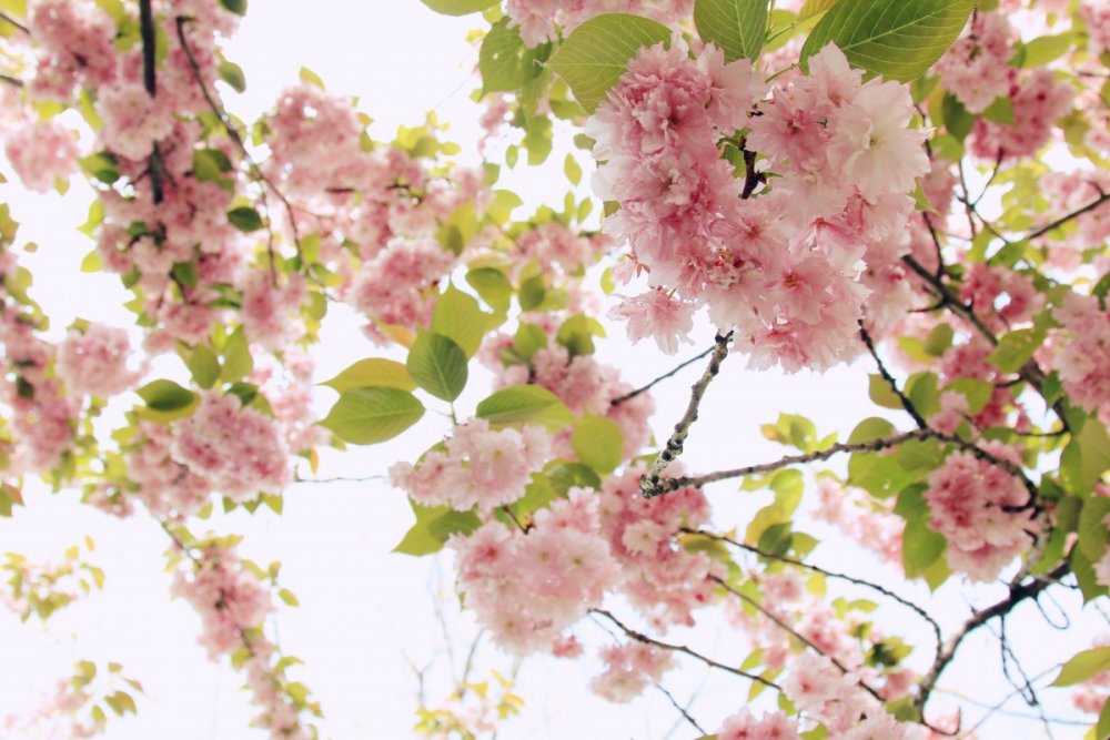 Весна в розовых тонах