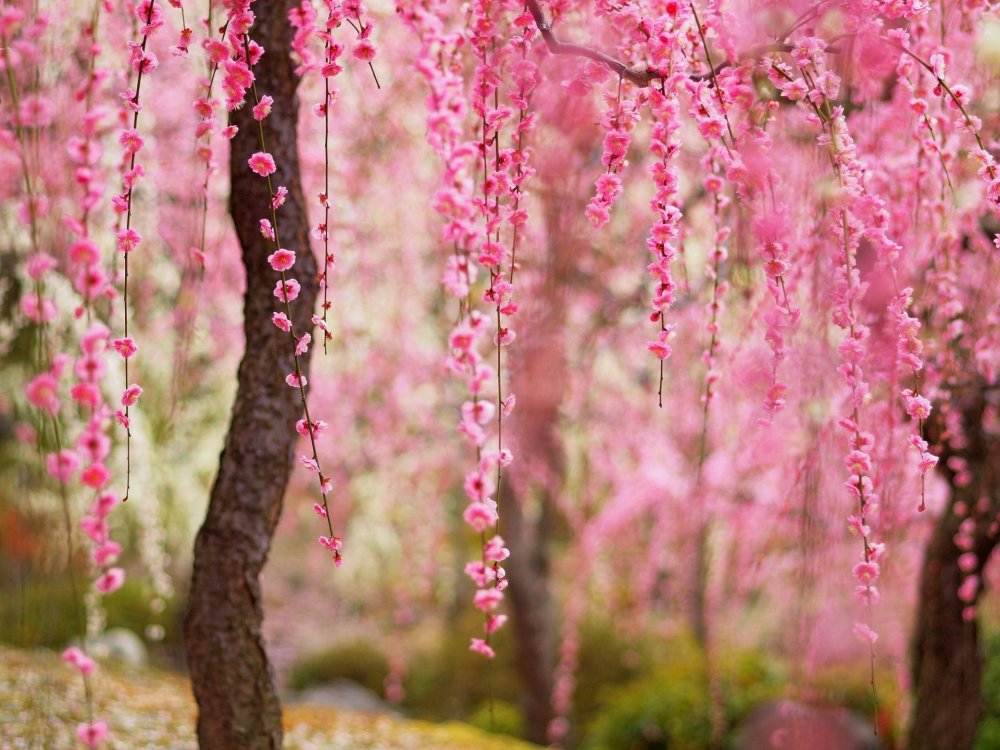 Японские плакучие вишни