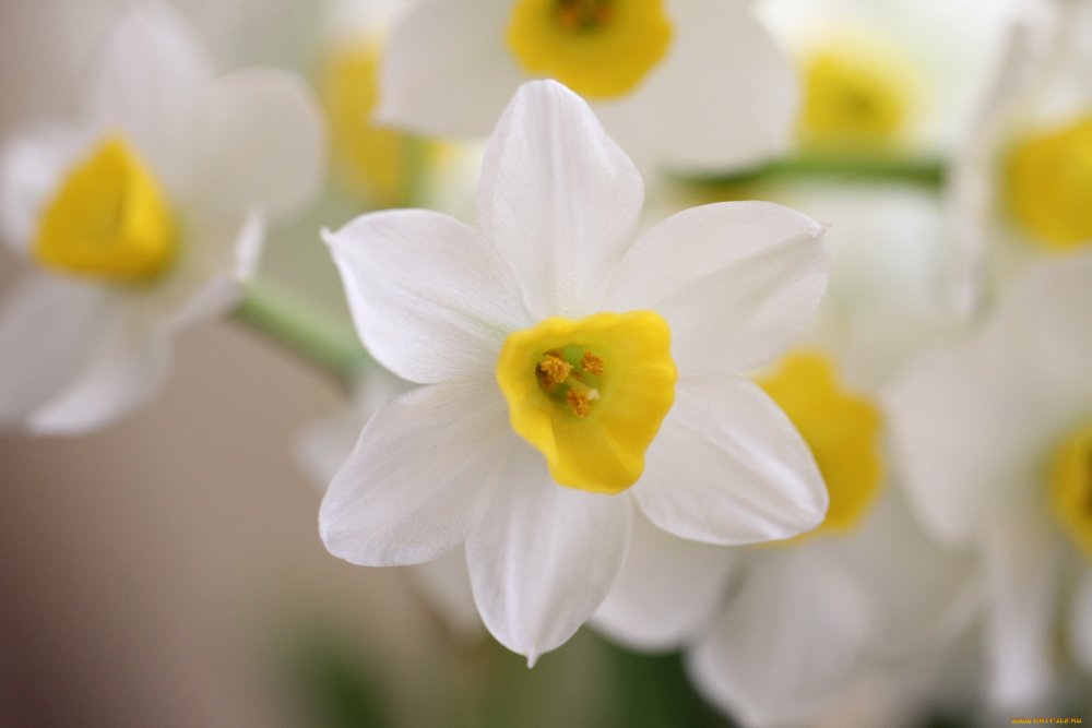 Нарцисс цветок белый с желтой серединкой