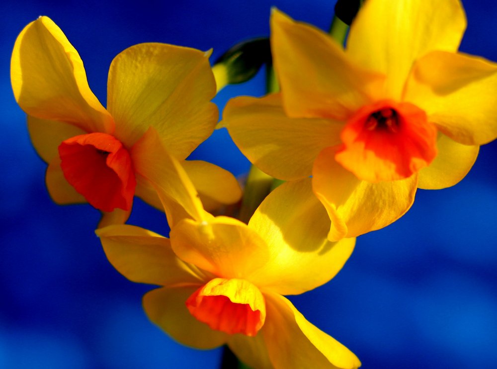 Красивые цветы на желтом фоне