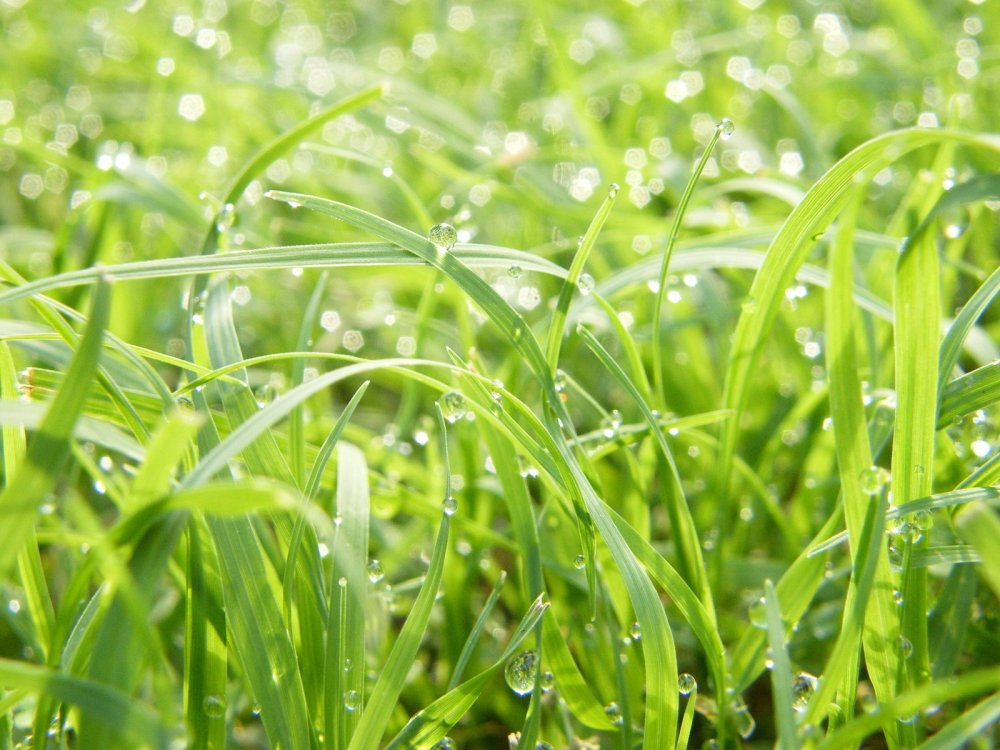 Зелень трава