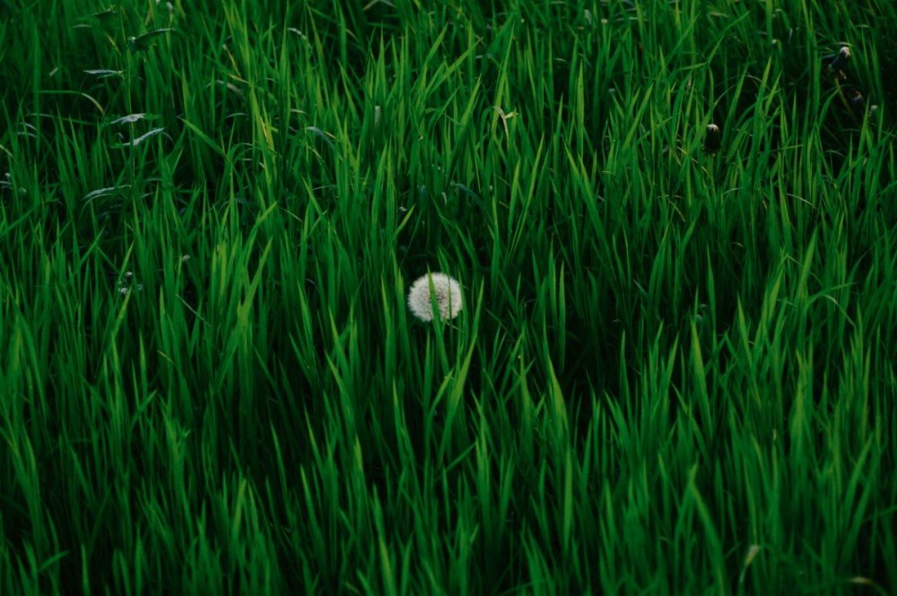 Темно зеленая трава