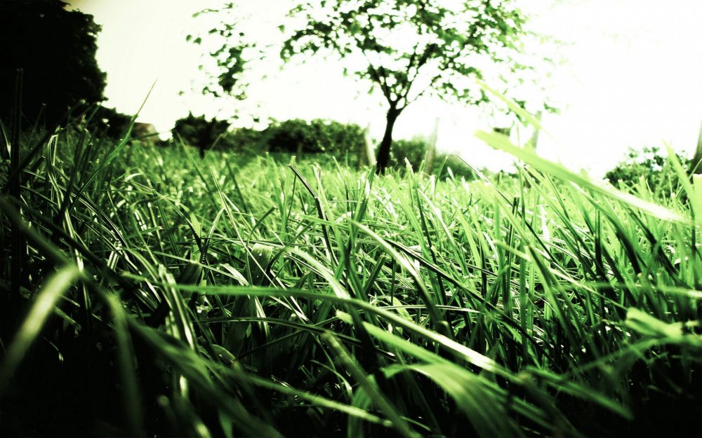 Природа зелень трава
