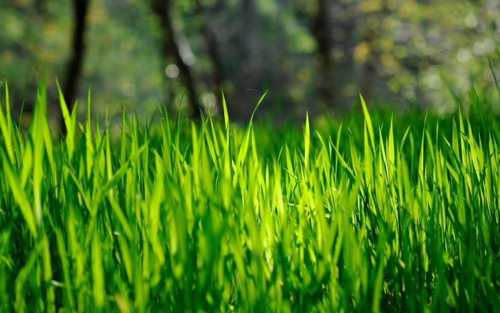 Зелень трава газон