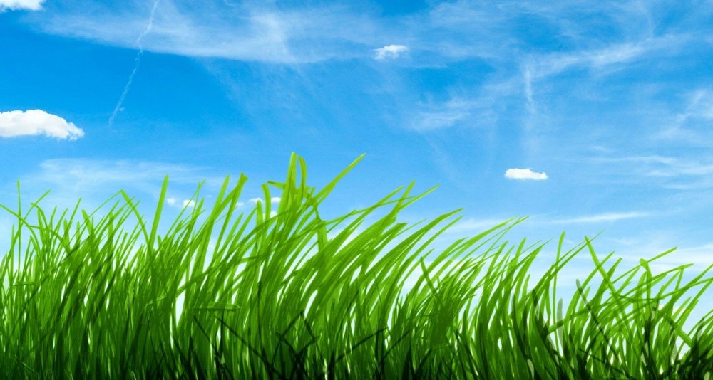 Сочная трава и небо