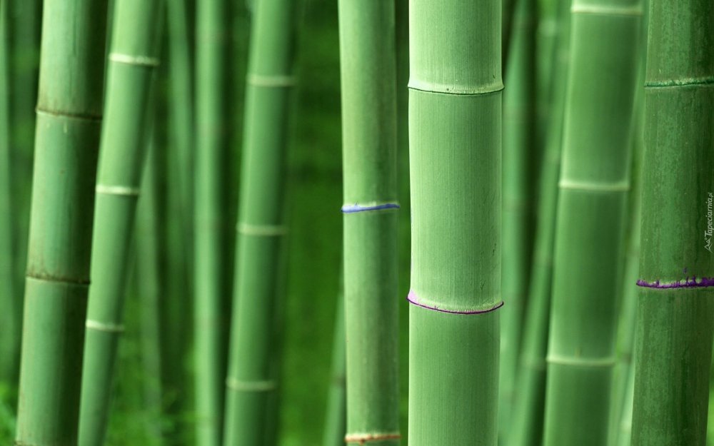 "Bamboo" "Bamboo. Bamboo (LP)"