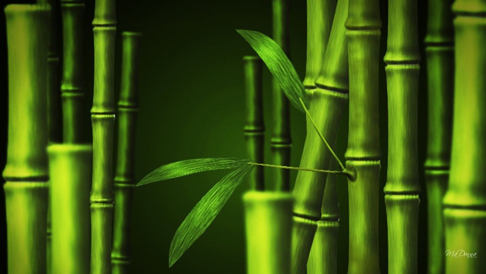 Красивый бамбук