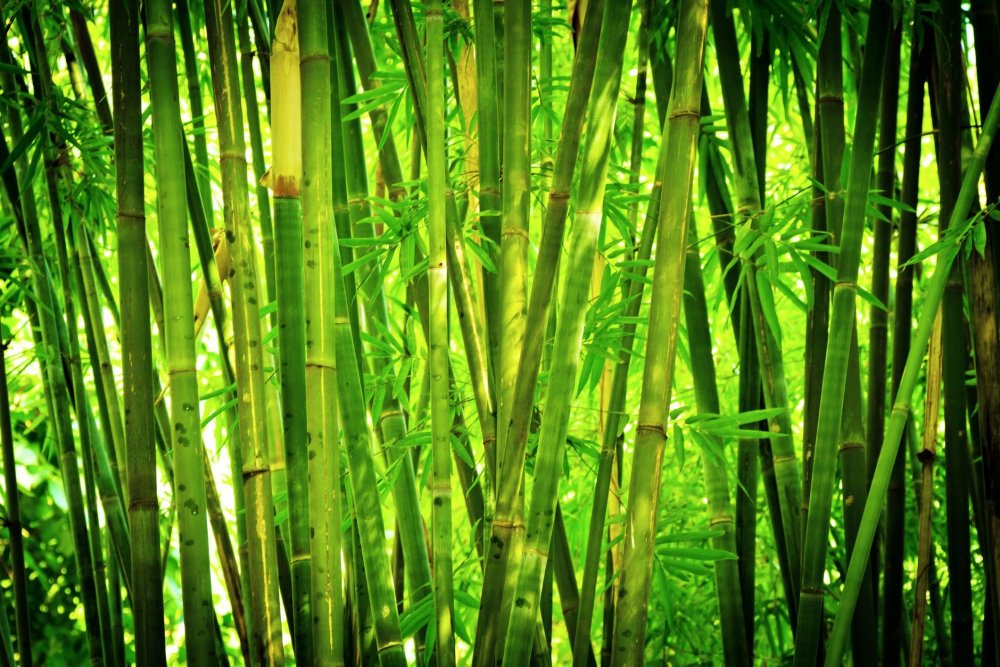 Бамбук однодольное