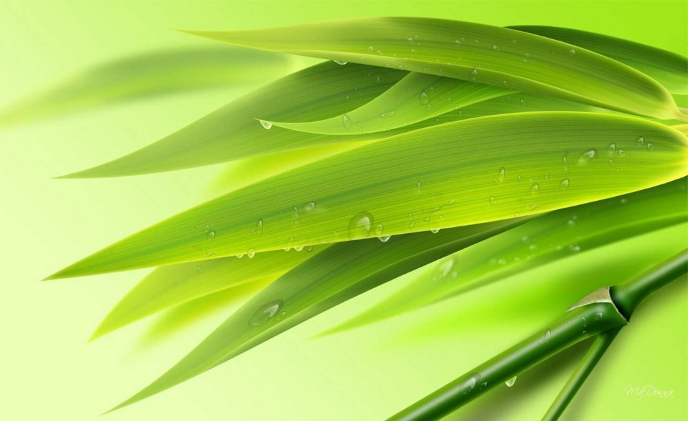 Зеленый лист бамбука