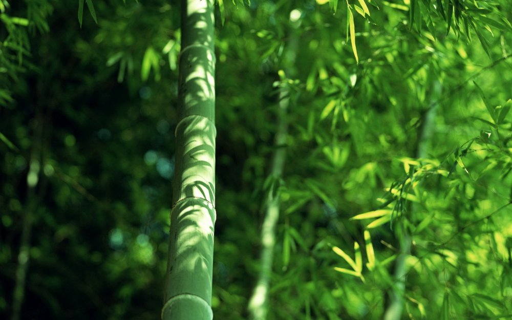 Бамбук зелень