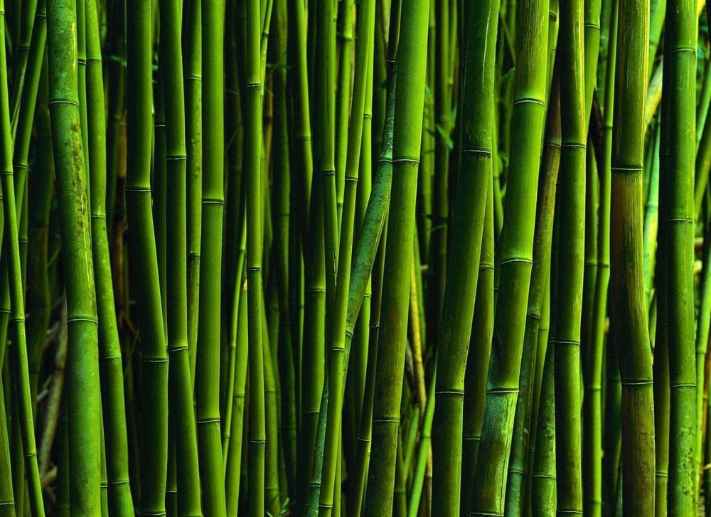 Серебристый бамбук, Bamboo Green, Bambusgruen