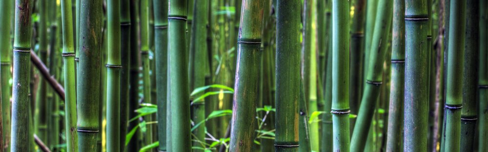 Бамбуковый лес панорама