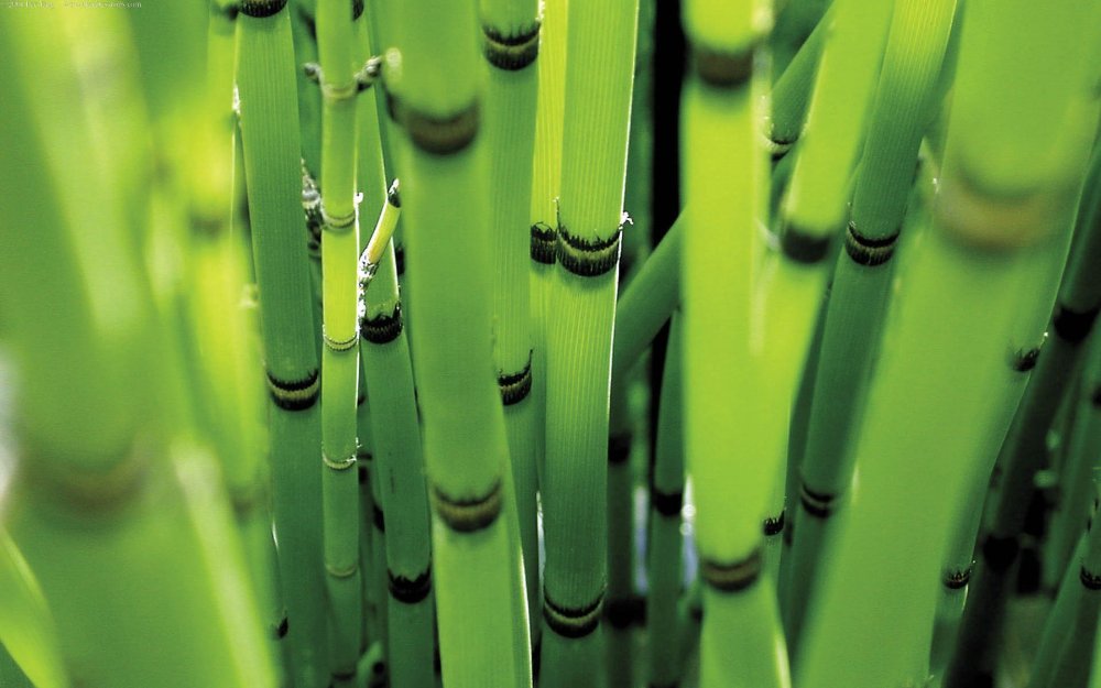 Helios 393 "зеленый бамбук
