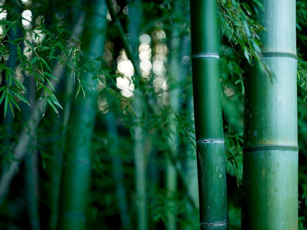 Бамбук Эстетика Китай