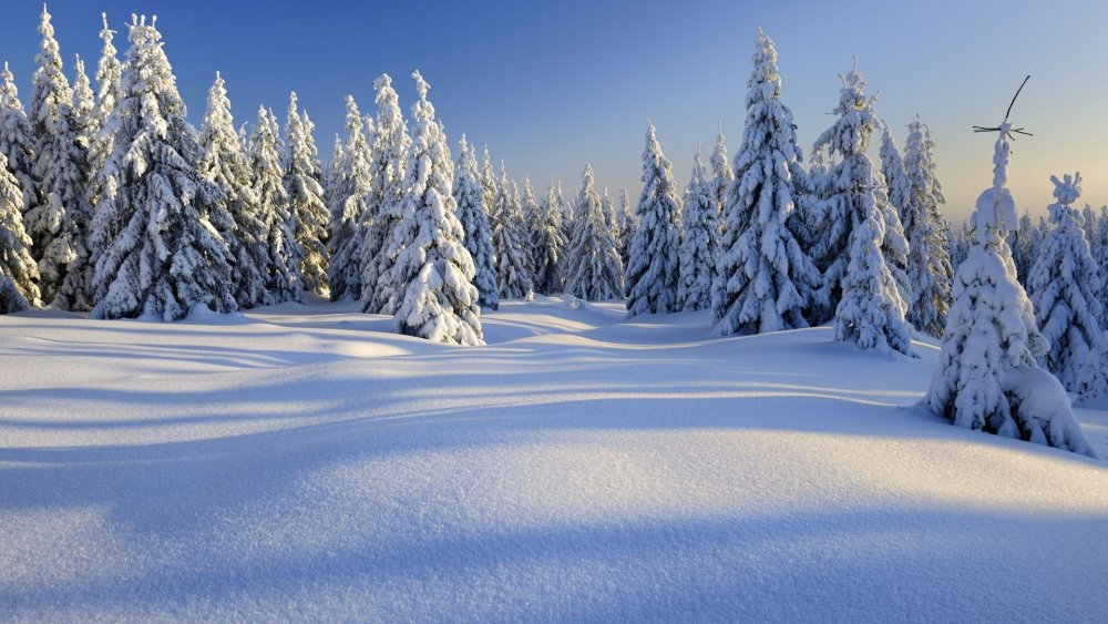 Зимний лесной фон