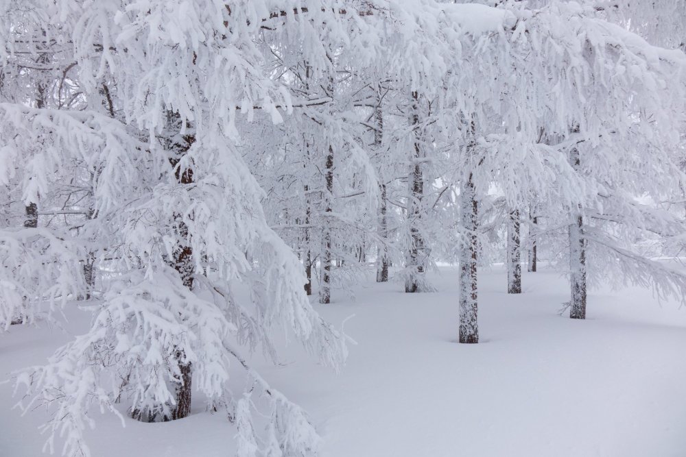 Зимний заснеженный лес