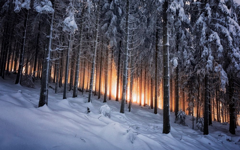 Шварцвальд лес зимой