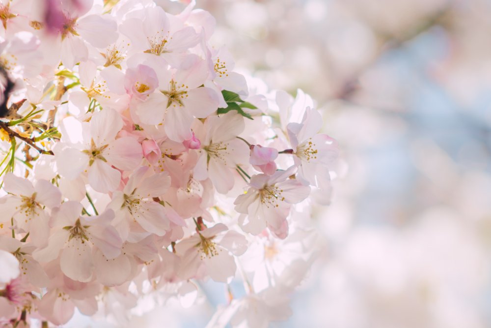 Цветы вишни панорама