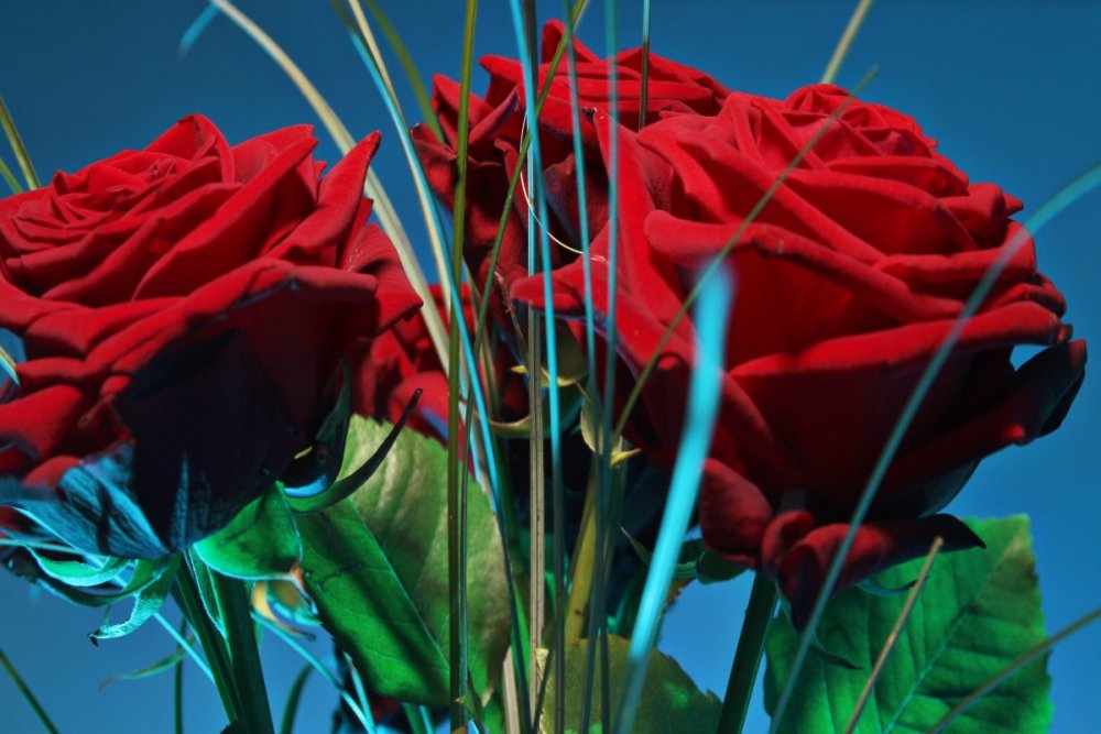 Красная роза на синем фоне