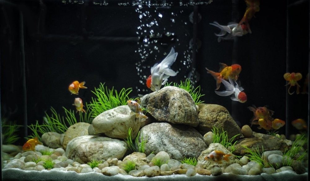 Акваскейп аквариум с золотыми рыбками