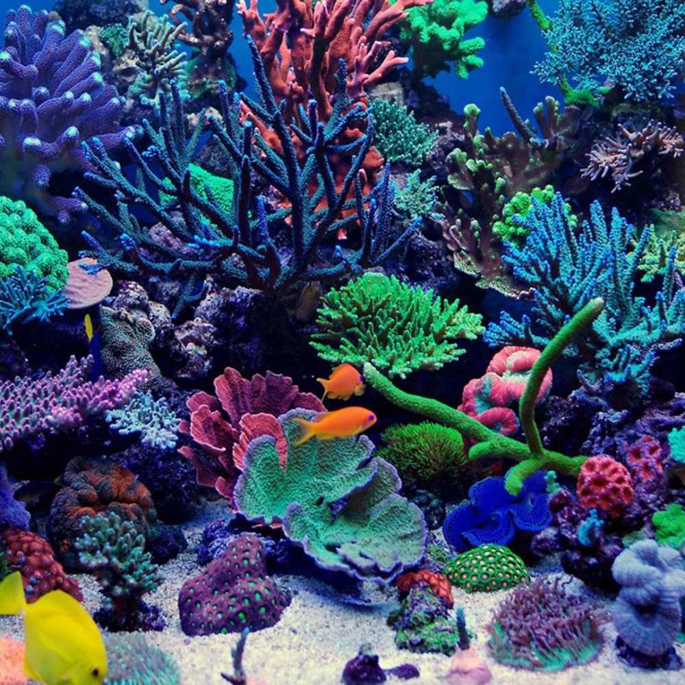 Водоросли и кораллы риф
