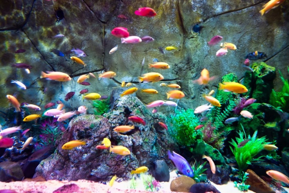 Красивые и неприхотливые рыбки для аквариума