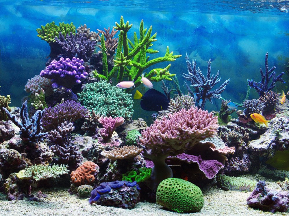 Морские кораллы рифы