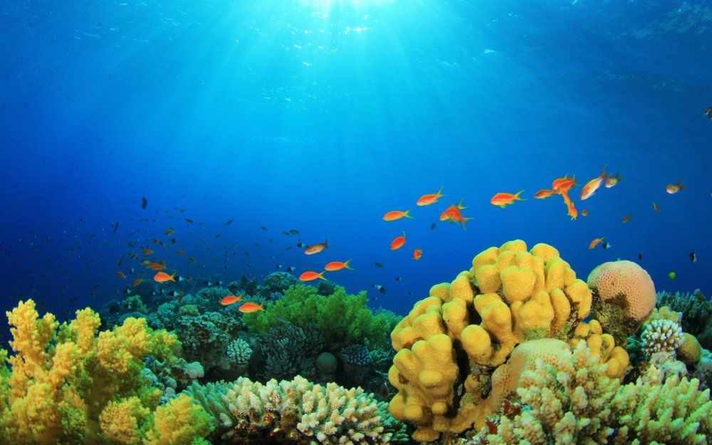 Окинава коралловые рифы