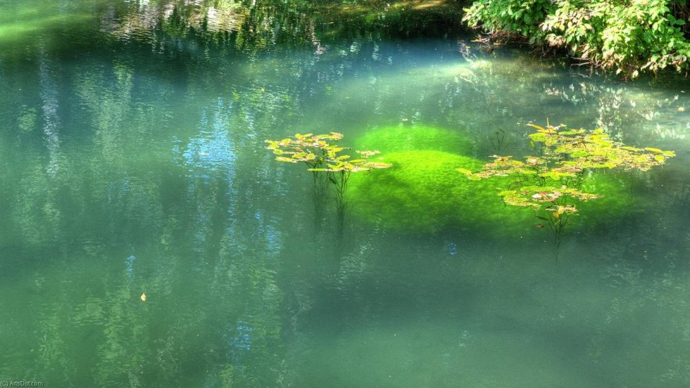 Зеленый пруд